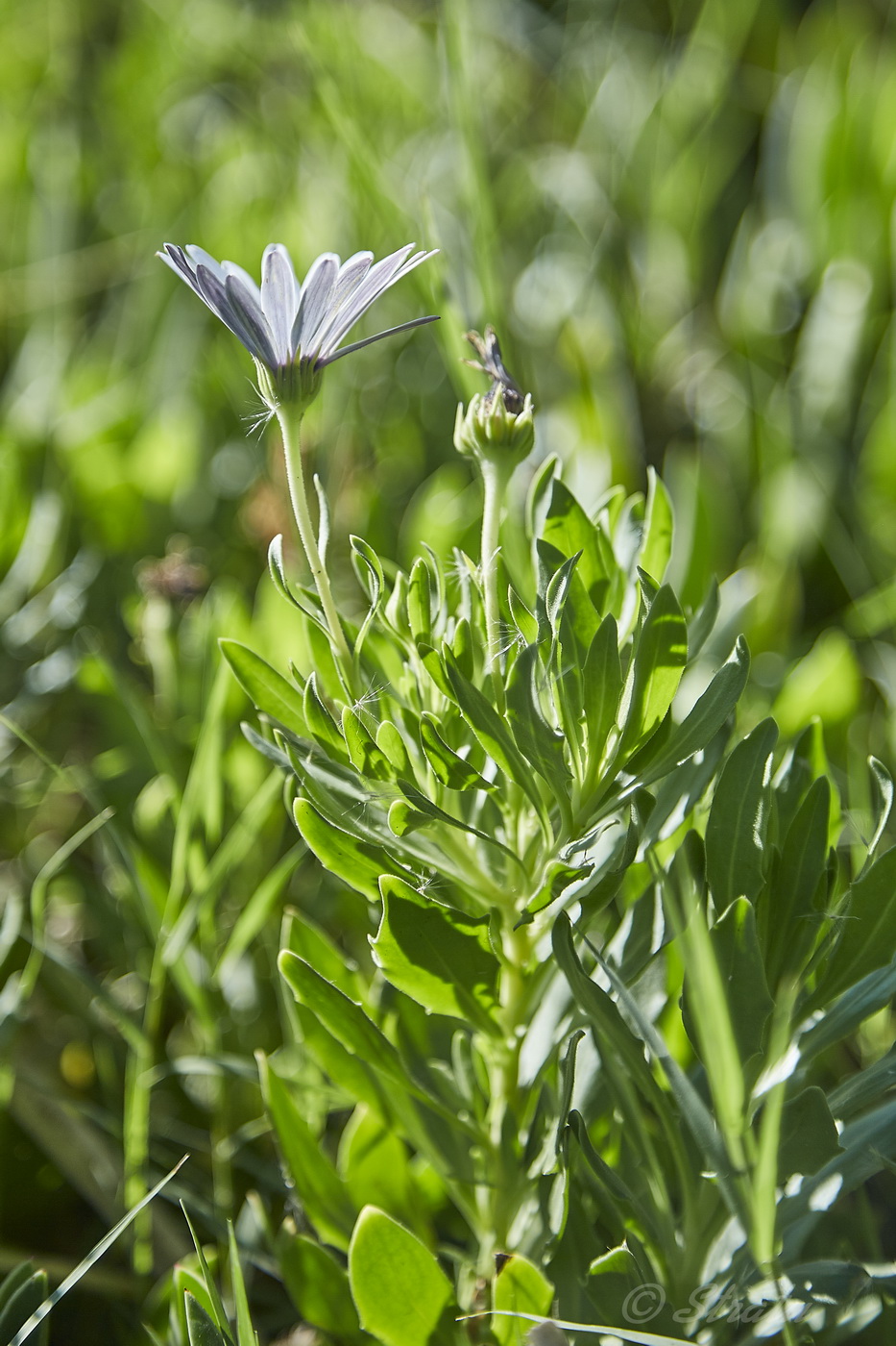 Изображение особи Dimorphotheca ecklonis.