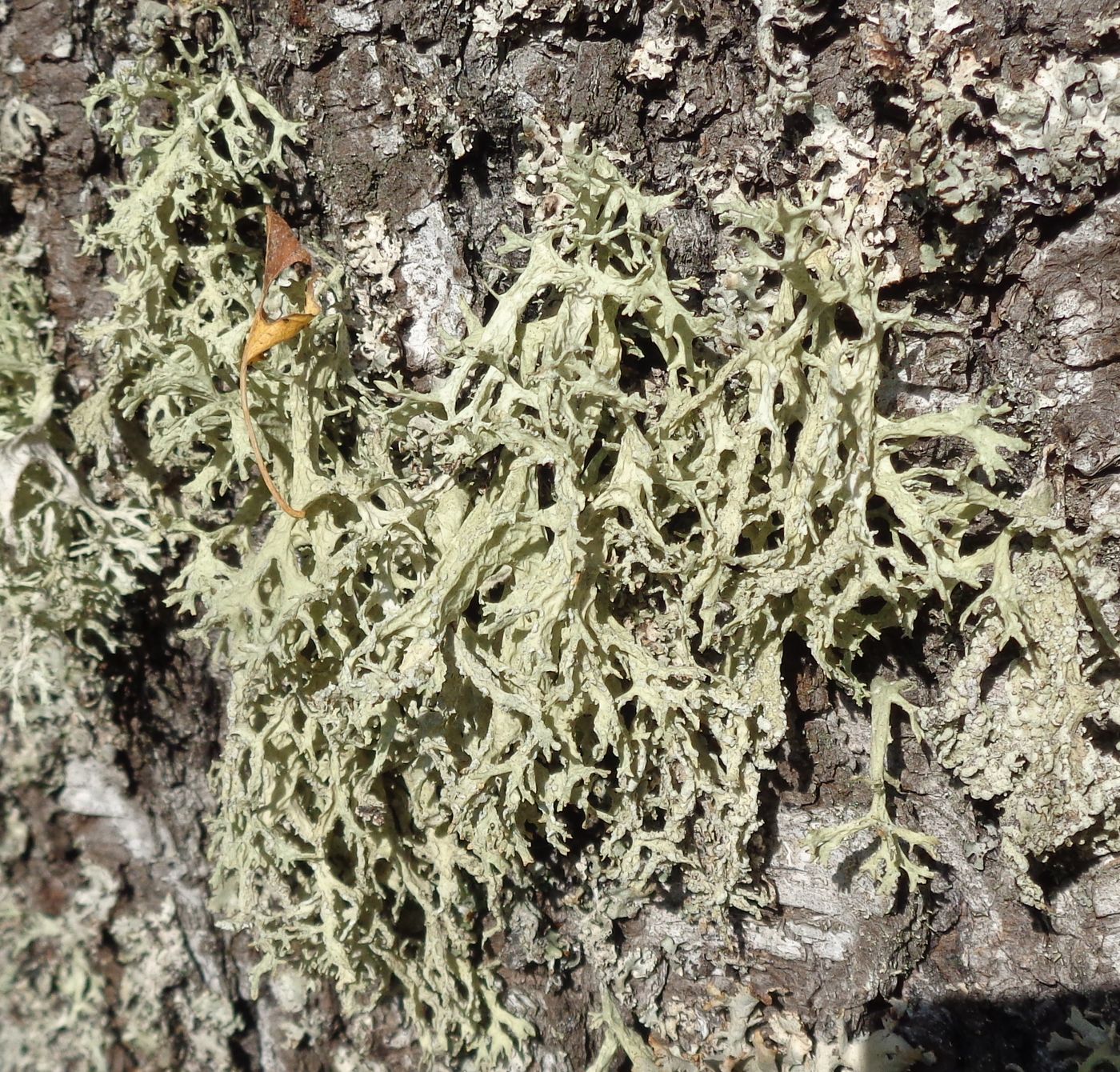 Image of genus Evernia specimen.