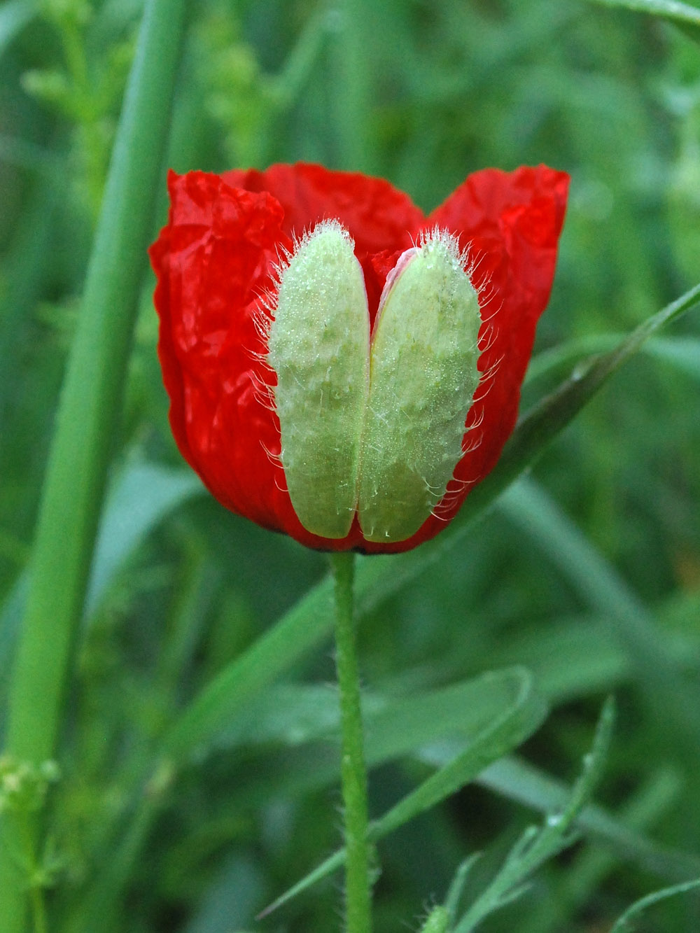 Image of Roemeria refracta specimen.