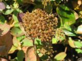 Spiraea beauverdiana