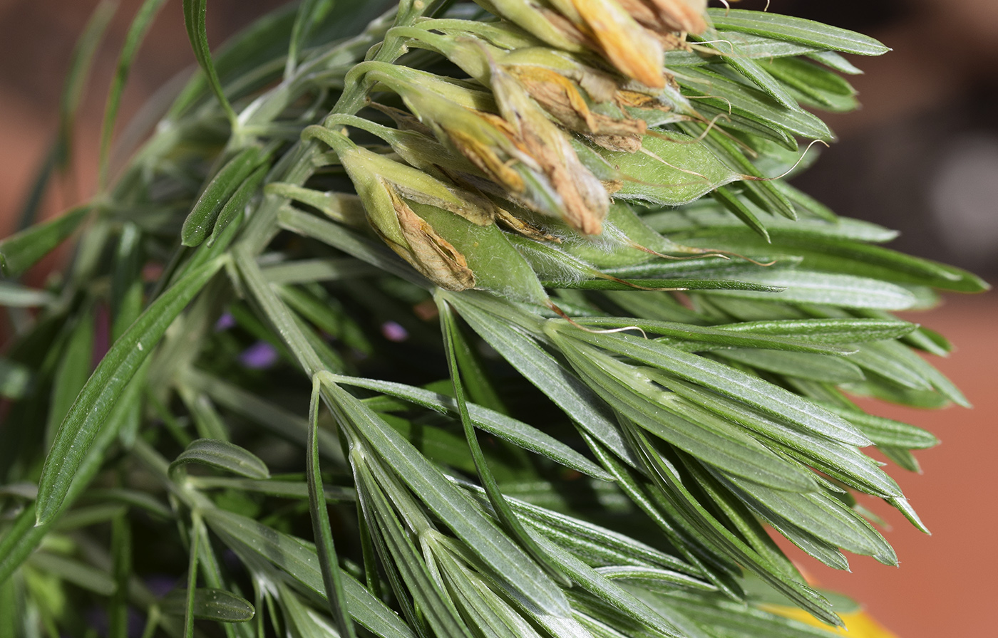 Image of Genista linifolia specimen.