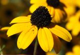 Rudbeckia triloba