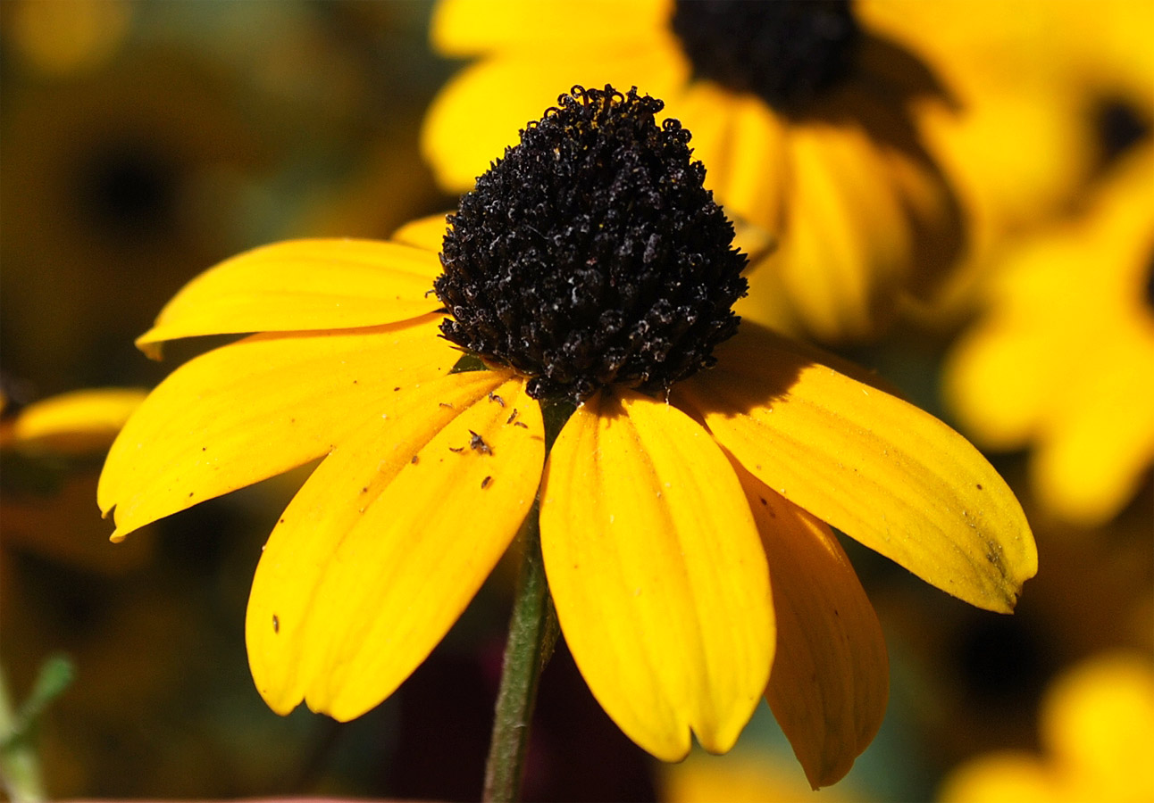 Image of Rudbeckia triloba specimen.