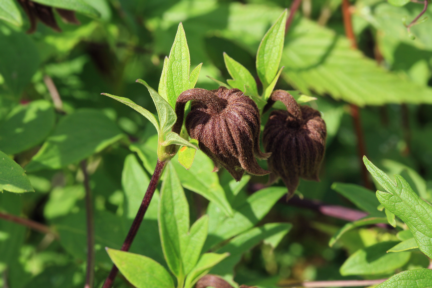 Image of Clematis fusca specimen.