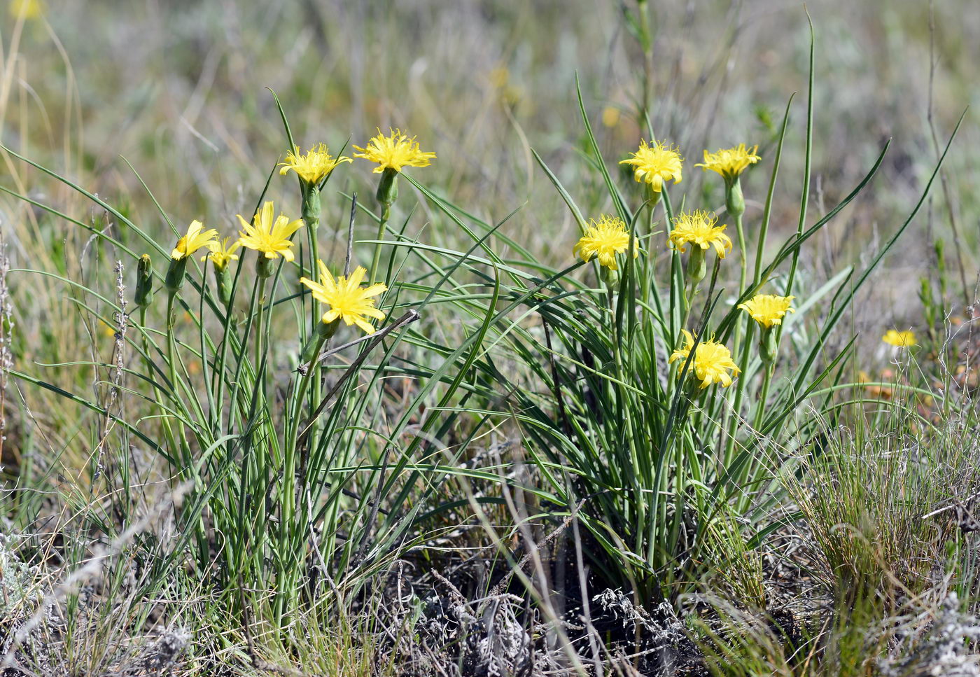 Image of Scorzonera austriaca specimen.