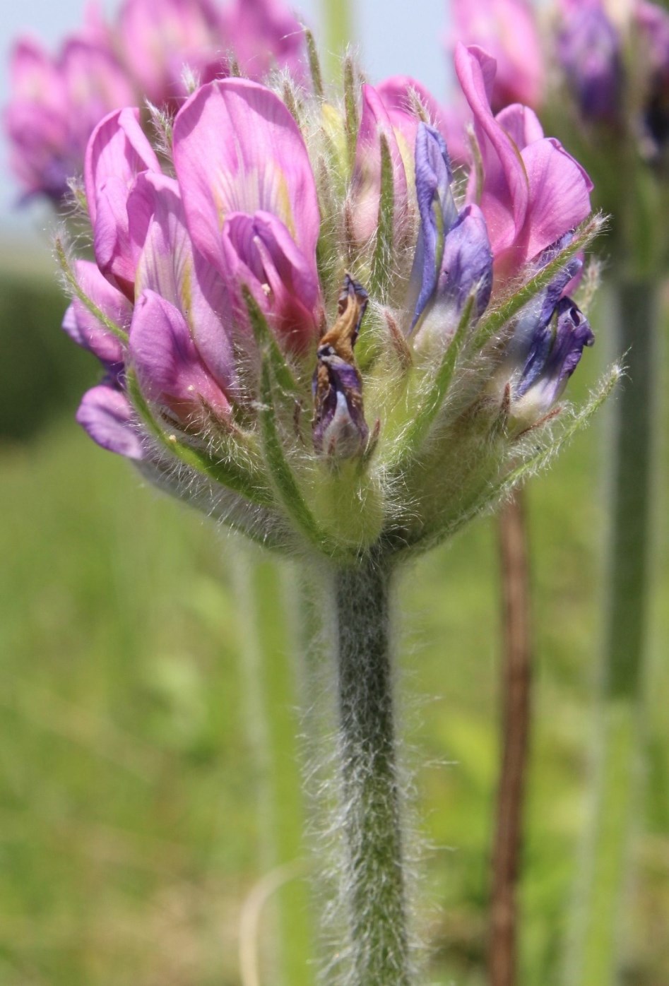 Изображение особи Oxytropis kungurensis.