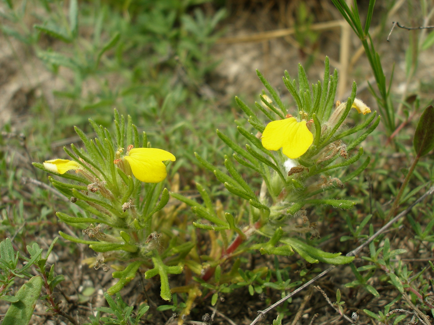 Image of Ajuga chia specimen.