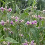 Phlomis taurica