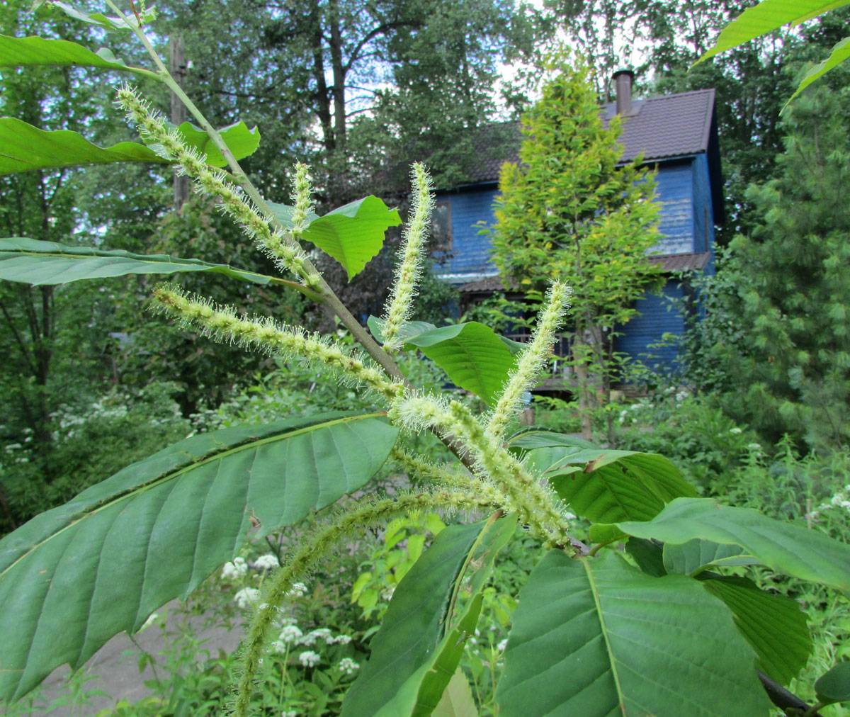 Изображение особи Castanea sativa.