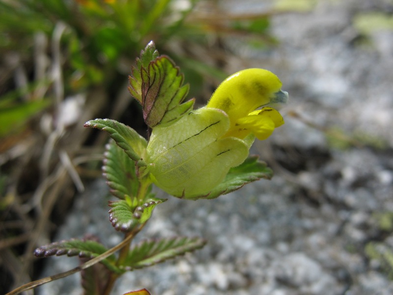 Image of Rhinanthus schischkinii specimen.