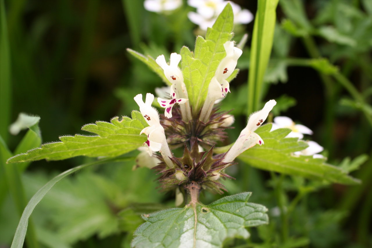 Image of Lamium bifidum specimen.