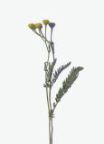 Tanacetum sclerophyllum