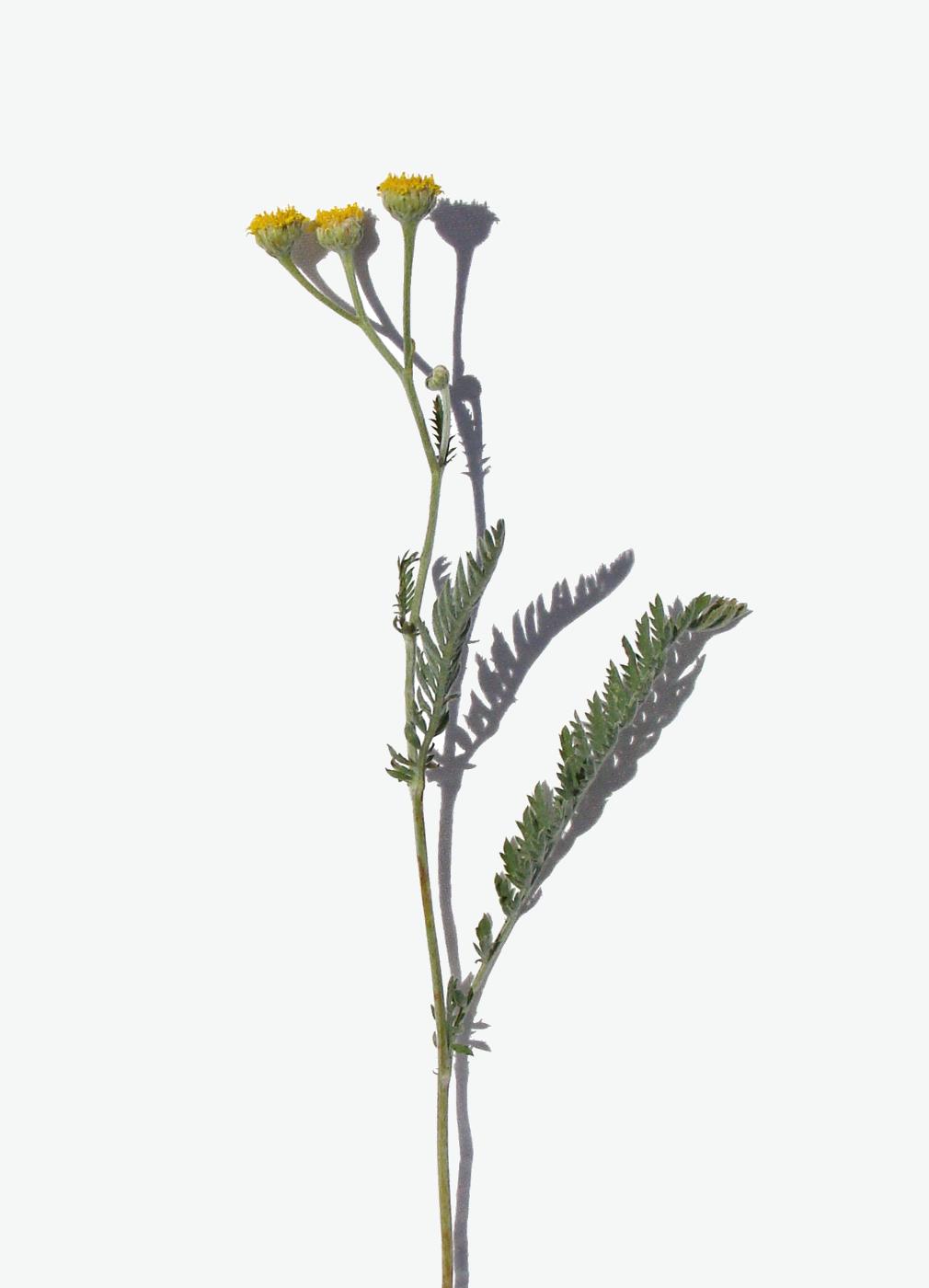 Image of Tanacetum sclerophyllum specimen.