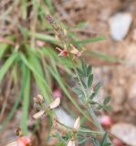 Indigofera heterotricha. Верхушка побега с соцветиями. Намибия, регион Khoma, ок. 40 км западнее г. Виндхук, \"Eagle Rock Guest Farm\"; плато Khomas, ок. 1900 м н. у. м., саванновое редколесье. 26.02.2020.