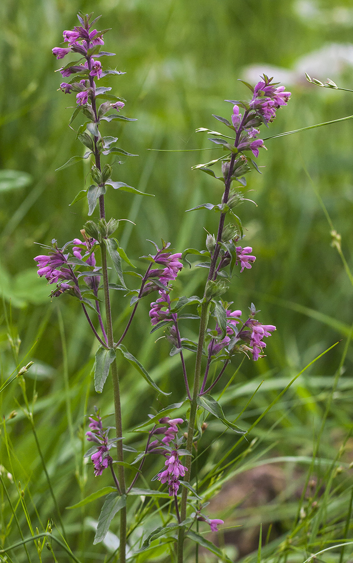 Изображение особи Odontites vulgaris.