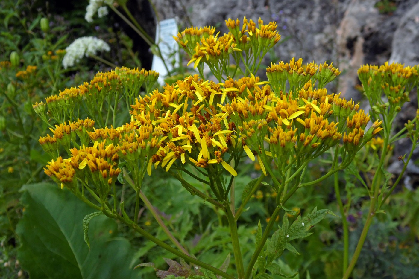 Image of Senecio othonnae specimen.