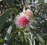 Hakea laurina. Часть ветви с соцветиями. Испания, автономное сообщество Каталония, провинция Жирона, комарка Баш-Эмпорда, муниципалитет Палафружель, ботанический сад \"Кап-Роч\". 09.12.2018.