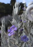 Eremophila nivea. Верхушка побега с цветками. Испания, автономное сообщество Каталония, провинция Жирона, комарка Баш-Эмпорда, муниципалитет Палафружель, ботанический сад \"Кап-Роч\". 03.03.2019.