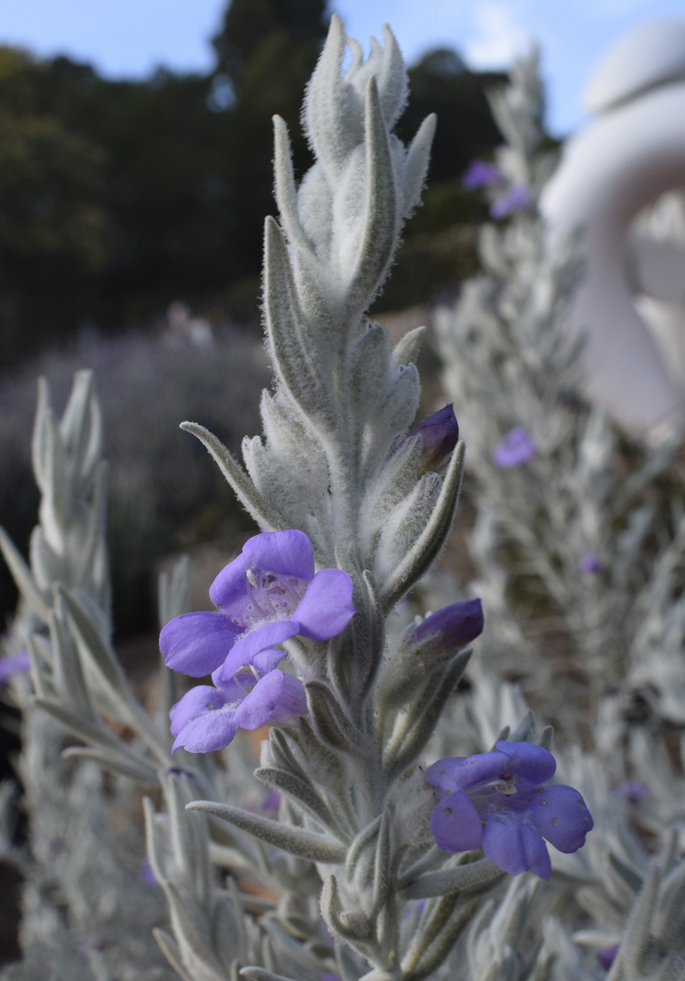 Image of Eremophila nivea specimen.