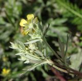 Potentilla argentea. Соцветие со стороны чашечек. Магаданская обл., г. Магадан, на газоне. 08.10.2020.