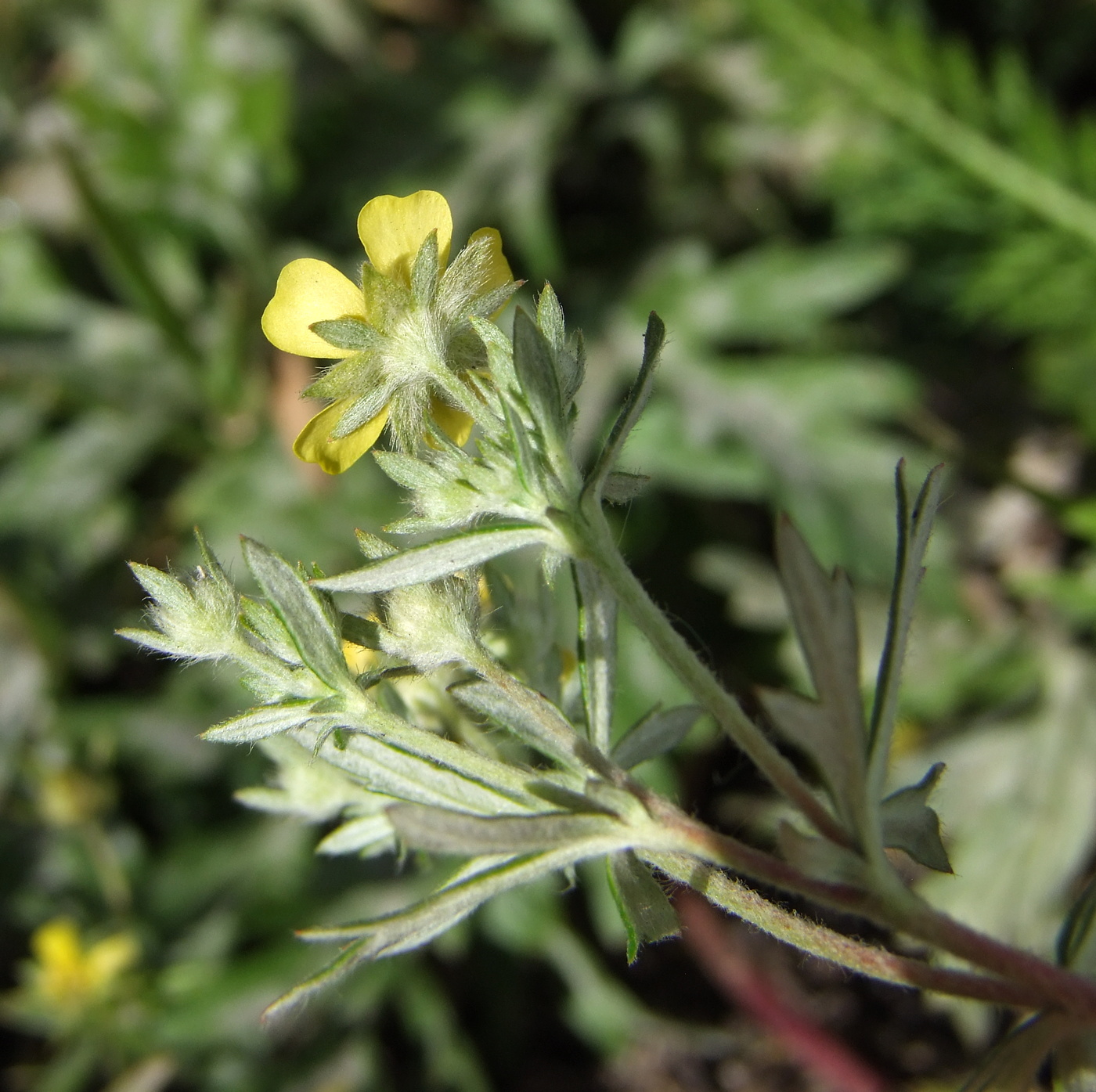 Изображение особи Potentilla argentea.