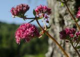 Hylotelephium triphyllum. Верхушка повреждённого побега с соцветиями и завязавшимися соплодием. Башкортостан, Гафурийский р-н, окр. дер. Толпарово, долина р. Зилим, травянистая терраса у подножия скального массива Кузганак, под берёзой. 1 сентября 2020 г.