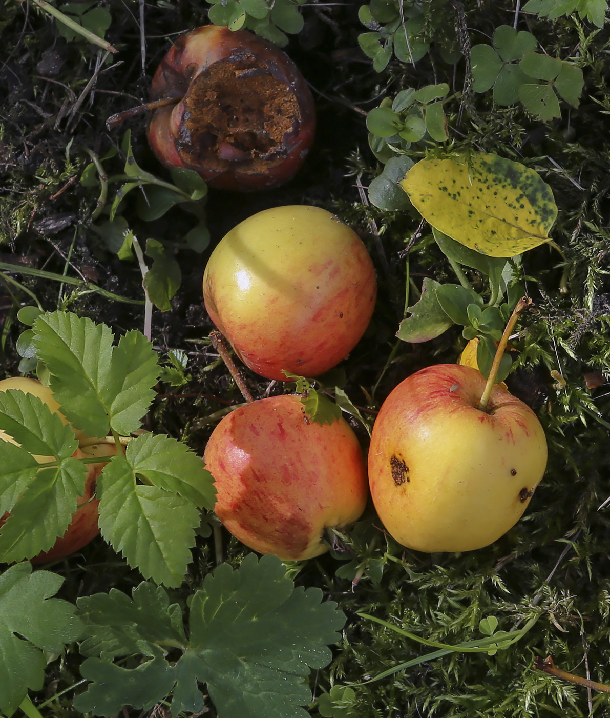 Изображение особи Malus sylvestris.