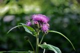 Cirsium heterophyllum. Верхушка побега с соцветиями. Московская обл., гор. округ Мытищи, окр. дер. Сорокино, опушка смешанного леса. 29.06.2020.