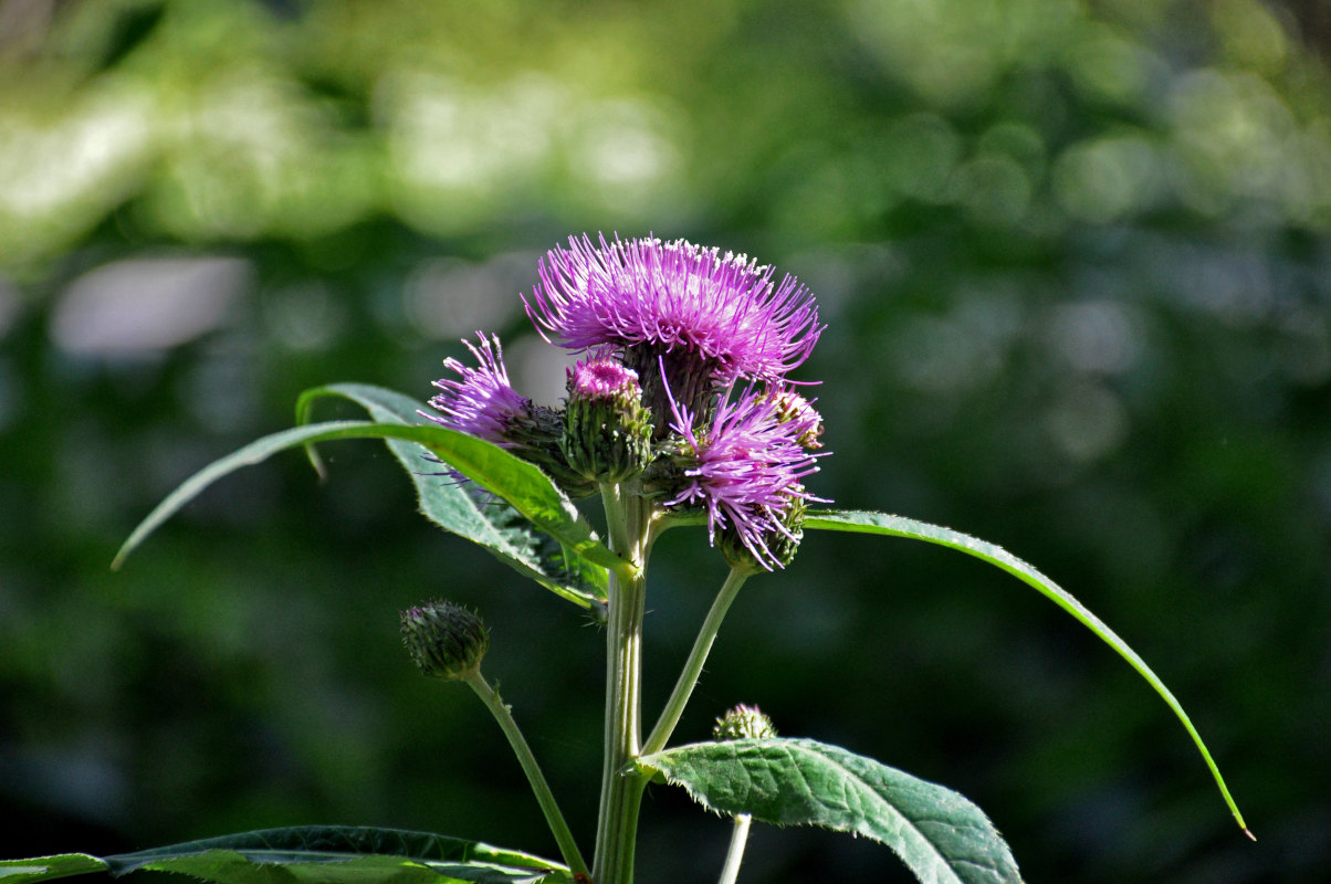 Изображение особи Cirsium heterophyllum.