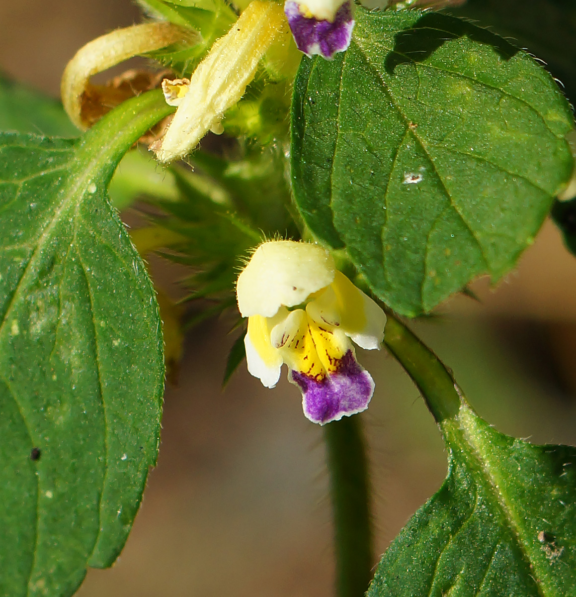 Image of Galeopsis speciosa specimen.