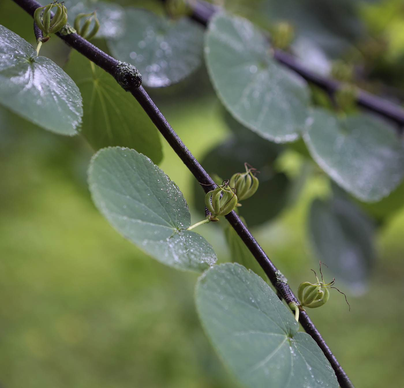 Image of Cercidiphyllum magnificum specimen.