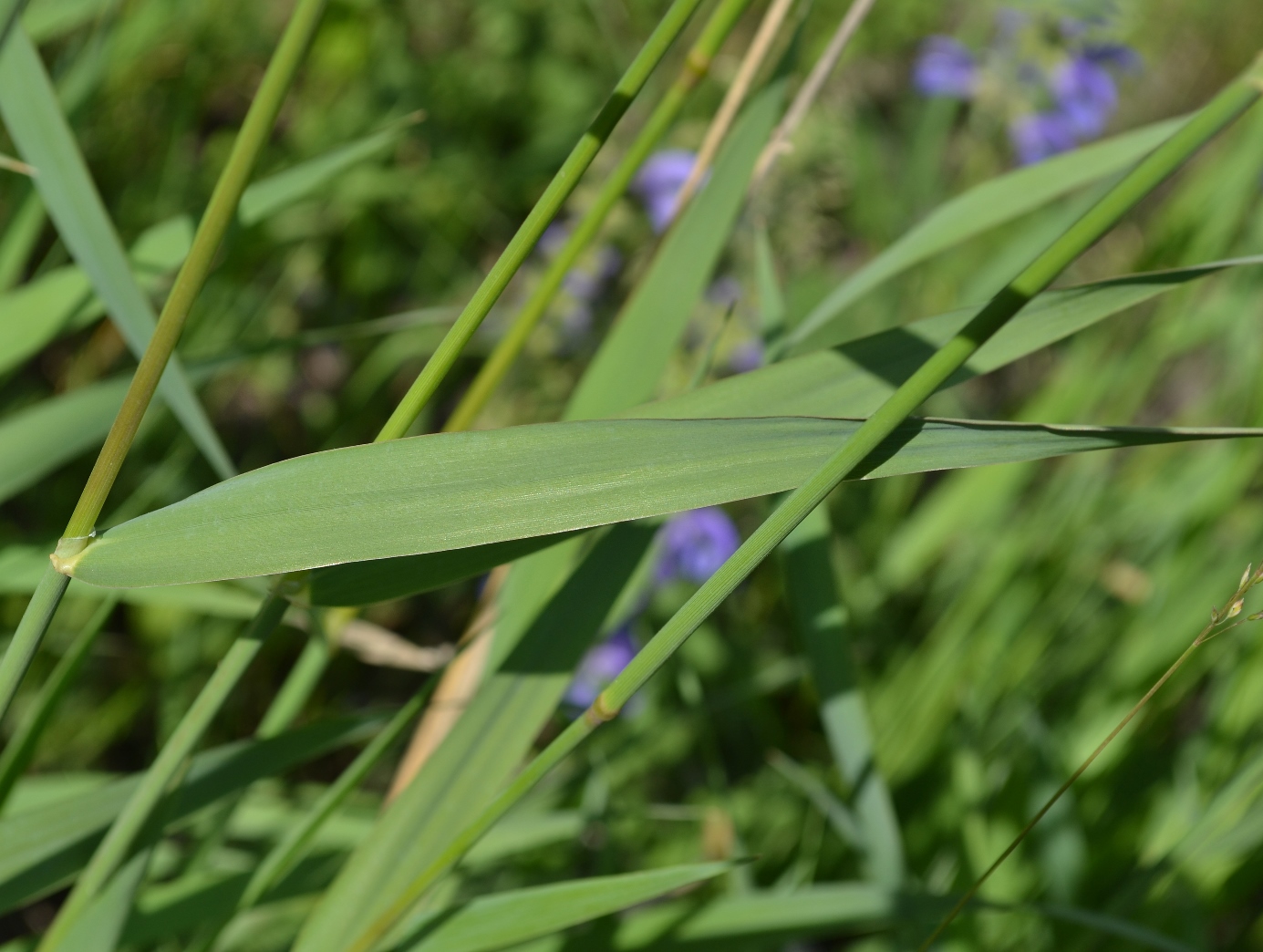 Изображение особи Phalaroides arundinacea.