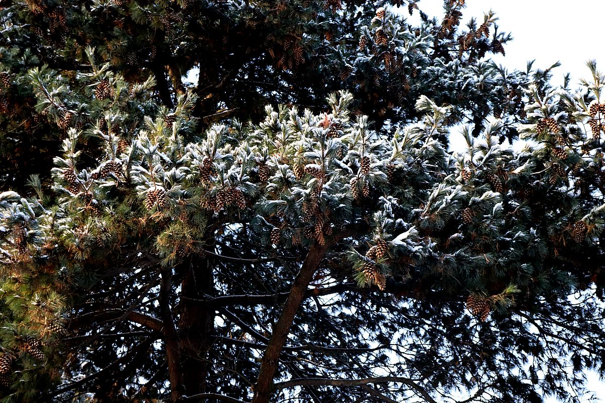 Image of Pinus peuce specimen.