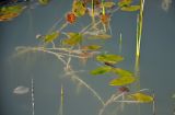 Potamogeton natans