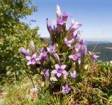 Gentianella biebersteinii