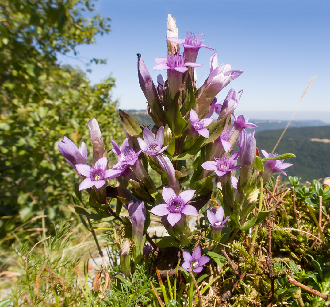 Image of Gentianella biebersteinii specimen.