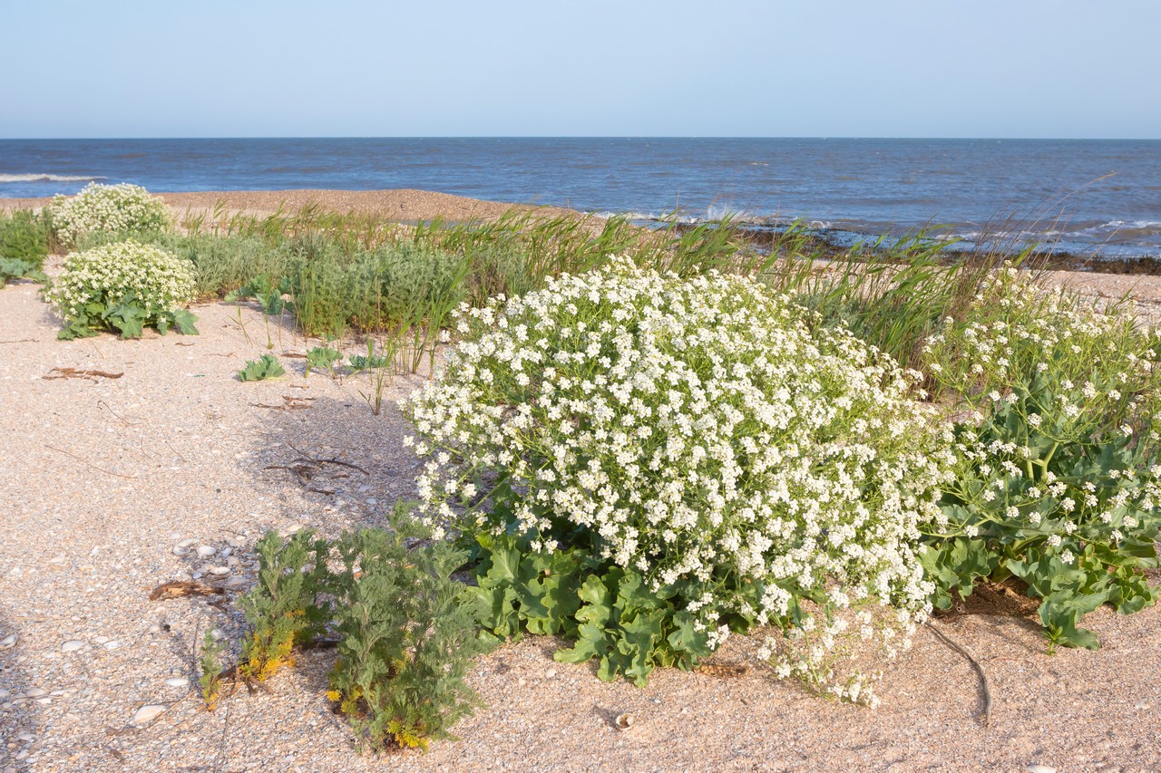 Изображение особи Crambe maritima.