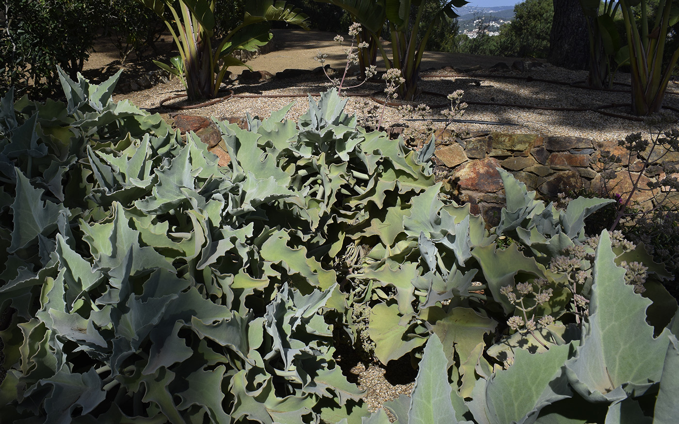 Image of Kalanchoe beharensis specimen.