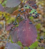 Image of taxon representative. Author is Сергей Наумов