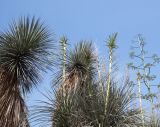 Yucca elata