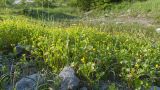 Ranunculus trachycarpus. Заросли цветущих растений. Краснодарский край, Крымский р-н, окр. станицы Неберджаевская, ур. Темрючки, у небольшого постоянного озерка на дне заброшенного карьера, на обломках мергеля. 15.05.2021.