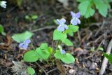 Viola riviniana. Цветущее растение. Санкт-Петербург, Пушкинский р-н, г. Пушкин, Баболовский парк, сыроватый хвойно-лиственный лес. 22.05.2021.