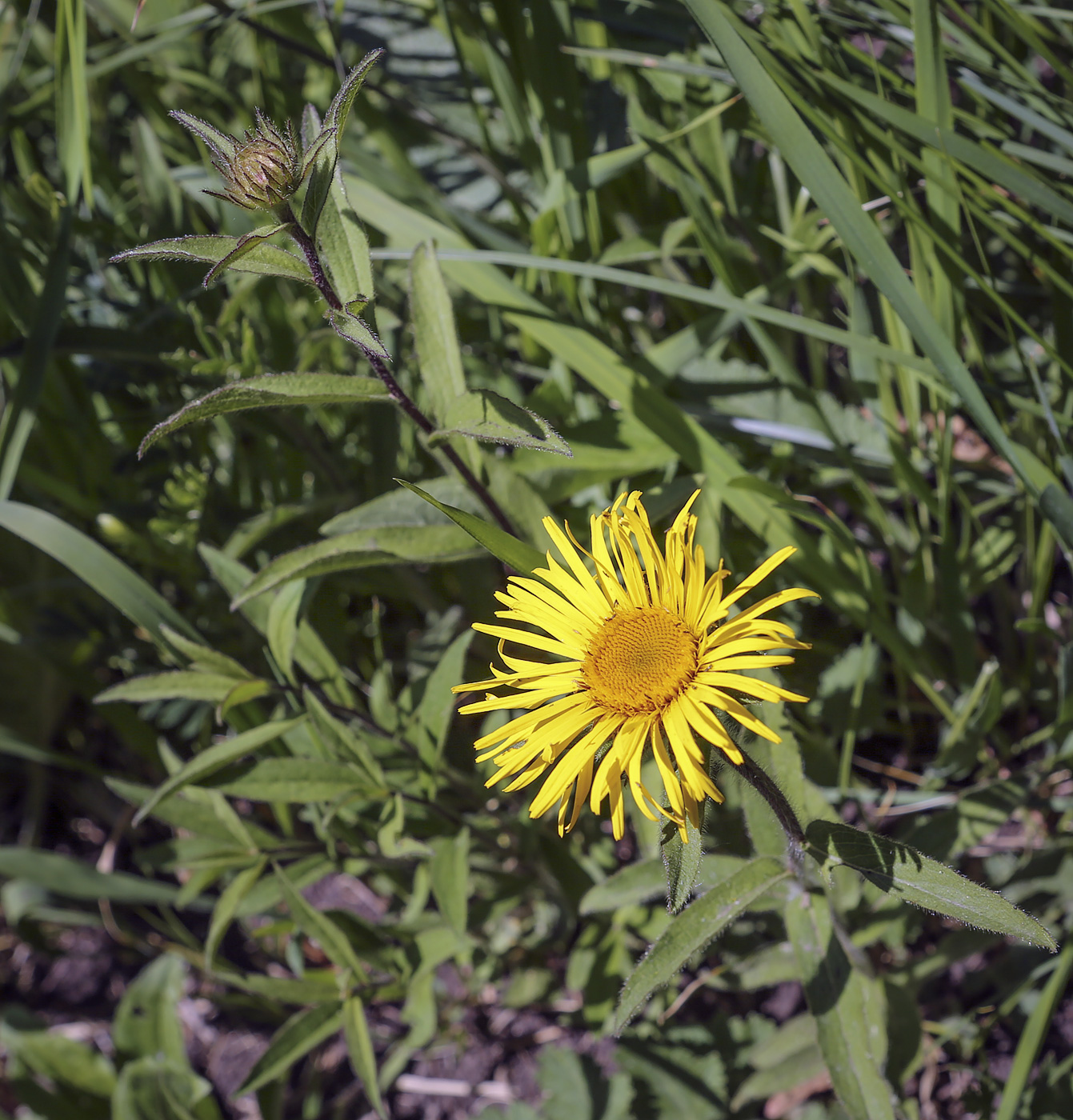 Image of Inula hirta specimen.