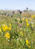 Centaurea scabiosa. Верхушка расцветающего растения. Мурманская обл., п-в Рыбачий, побережье Большой Волоковой губы севернее м. Коровий, берег ручья, разнотравный приморский луг. 28.07.2020.