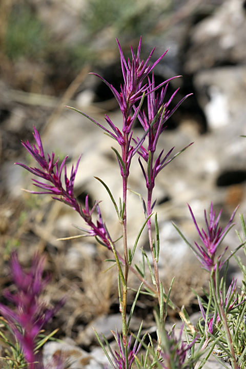 Image of Rhaphidophyton regelii specimen.