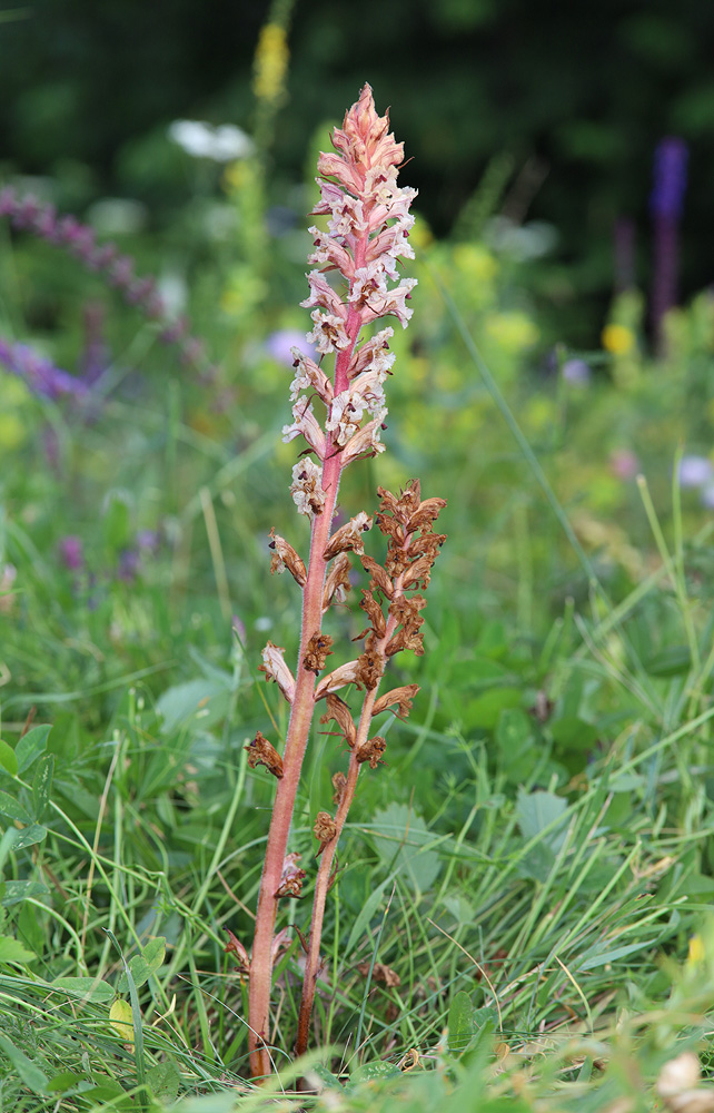 Image of Orobanche alba f. maxima specimen.