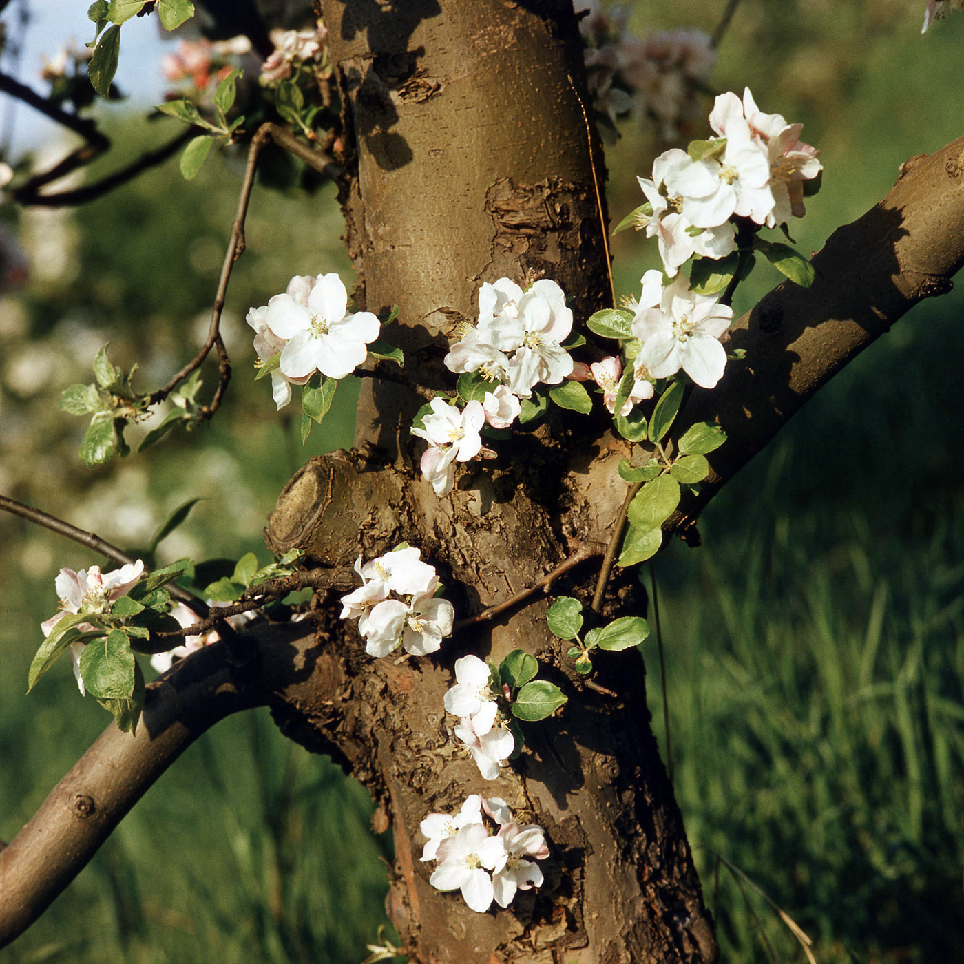 Изображение особи Malus domestica.