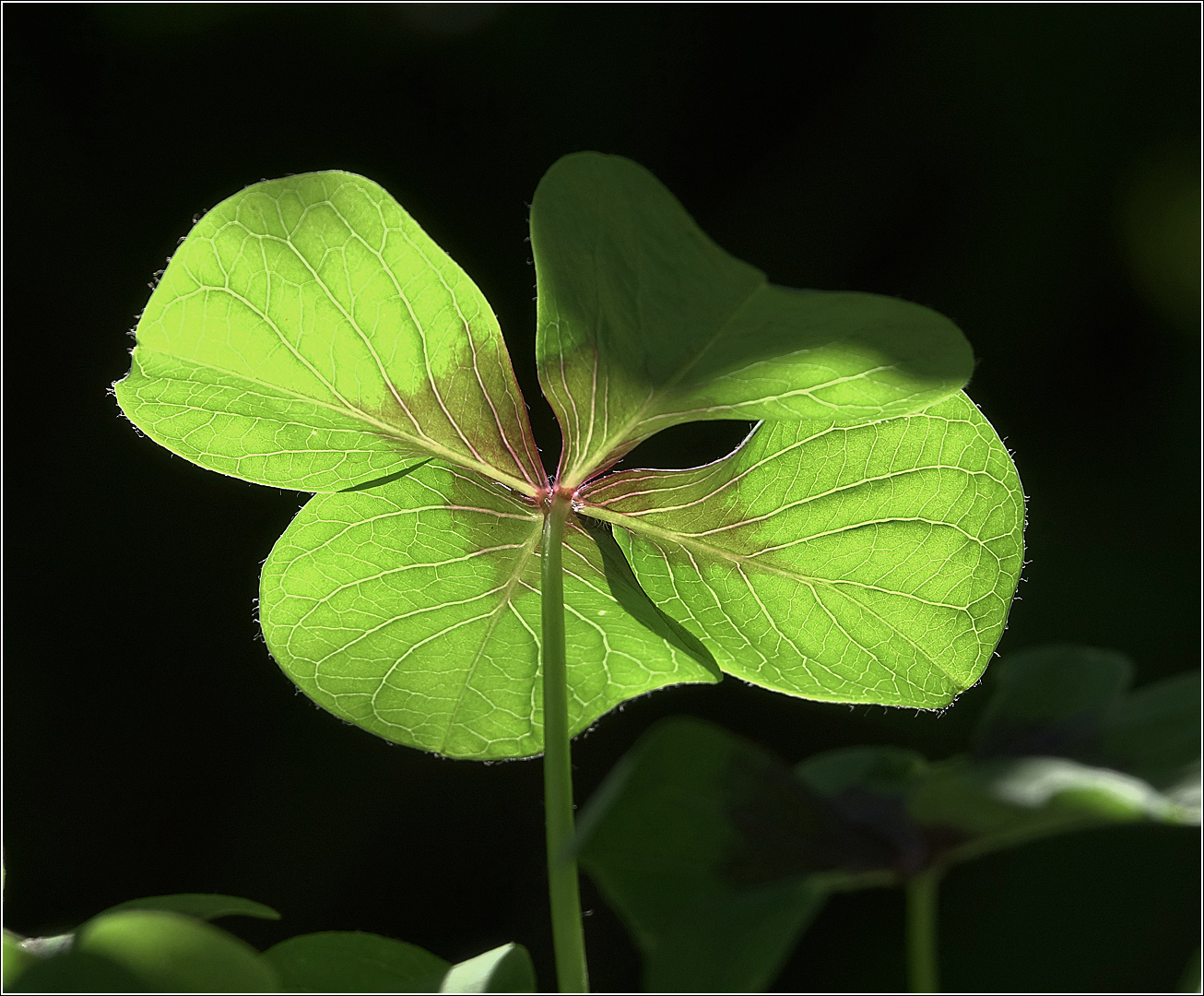 Изображение особи Oxalis tetraphylla.