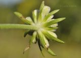 Scabiosa lachnophylla. Верхушка побега с развивающимся соцветием (вид со стороны обёртки). Приморский край, Уссурийский гор. округ, окр. с. Монакино, луг на небольшой сопке. 09.09.2021.