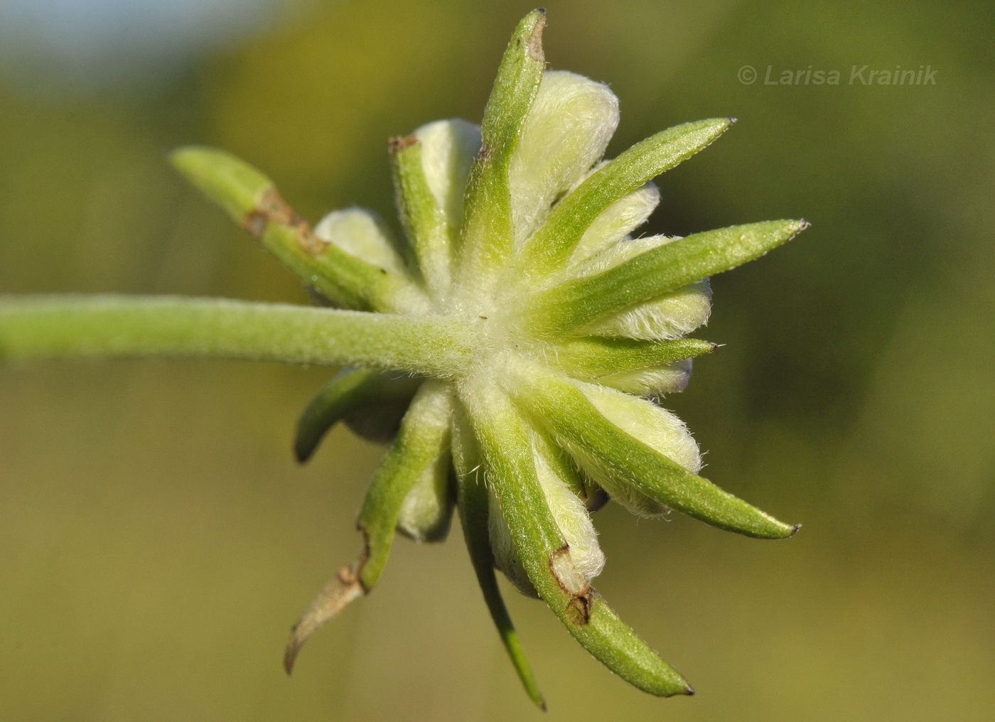 Изображение особи Scabiosa lachnophylla.